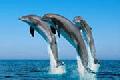 Международный день дельфинов-пленников