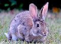 Почему у кроликов такие большие уши?